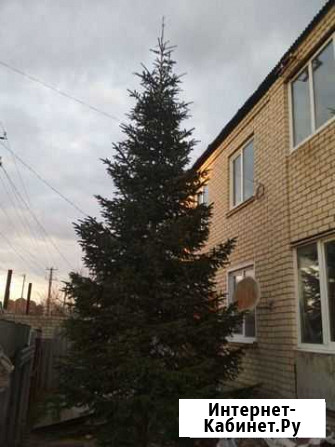 Продам ель Верхнерусское - изображение 1