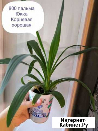 Детки пальмы Юкка (цена на фото) Великие Луки - изображение 1