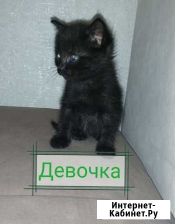 Кошка Арзамас - изображение 1