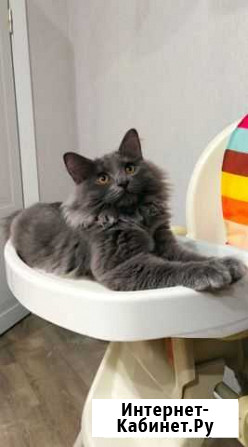 Кот - помесь Мейн-кун Калуга - изображение 1