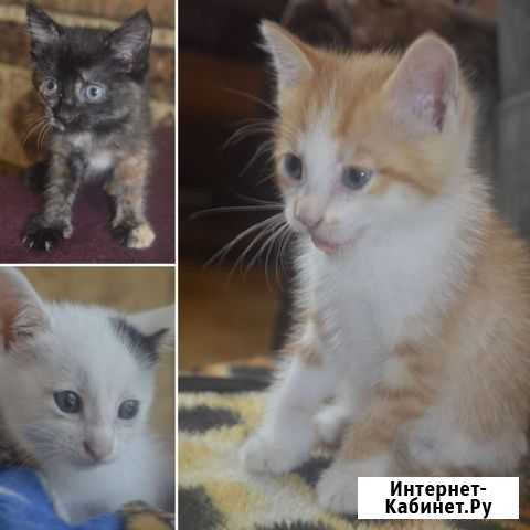 Котята Хабаровск - изображение 1
