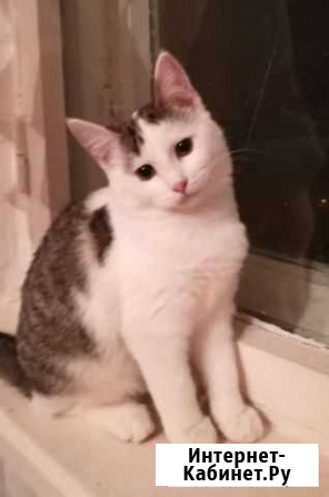 Котята Саранск - изображение 1