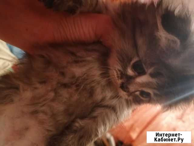 Кошка Россошь - изображение 1
