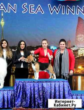 Бигль кобель Ростов-на-Дону