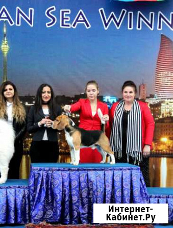 Бигль кобель Ростов-на-Дону - изображение 1