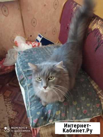 Котики ищут дом Курск - изображение 1
