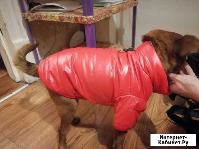 Одежда для собак 35 см Казань - изображение 1