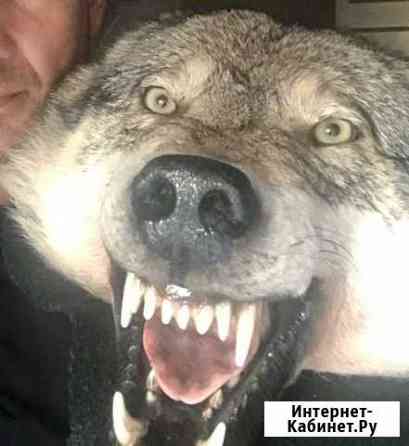 Ковёр шкура волка Калининград