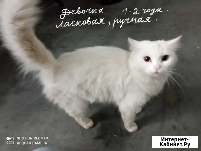 Белая кошка Лакинск - изображение 1