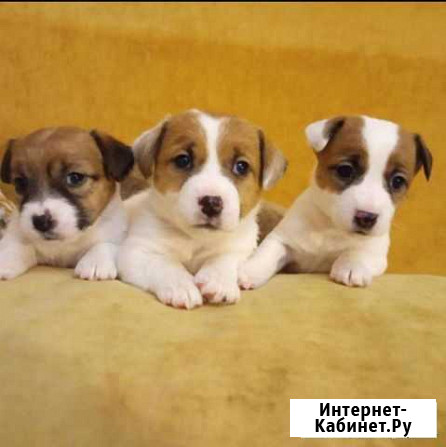 Щенки джек Рассел терьер Брянск - изображение 1