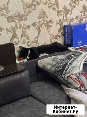 Котята отдам бесплатно Улан-Удэ - изображение 1