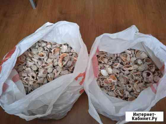 Продам ракушки Кольчугино