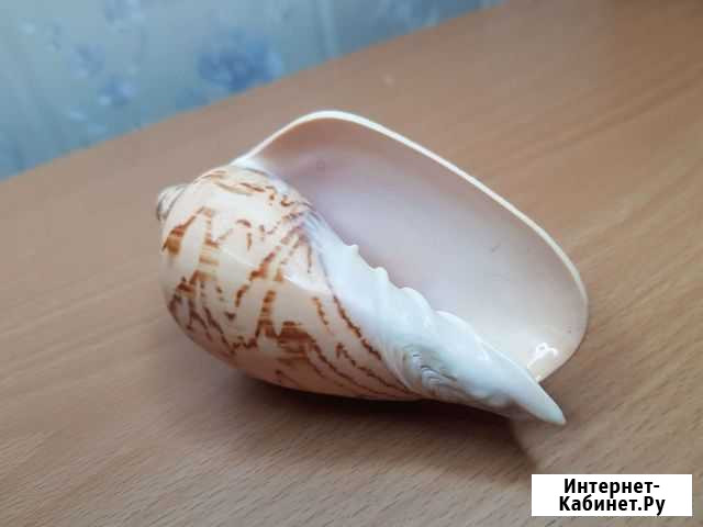 Ракушка раковина морская Омск - изображение 1