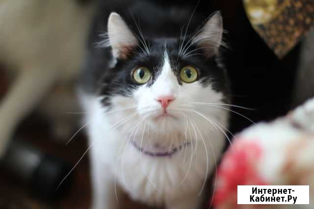 Кот Пиксель в добрые руки Екатеринбург - изображение 1