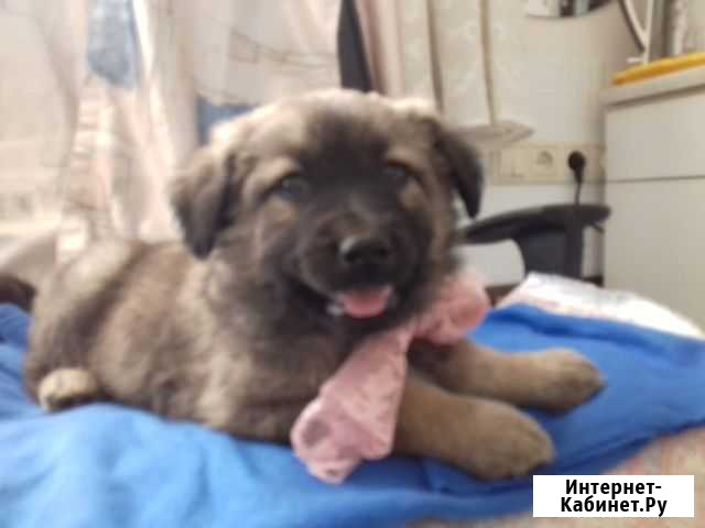 Щенок девочка в добрые руки бесплатно Одинцово - изображение 1