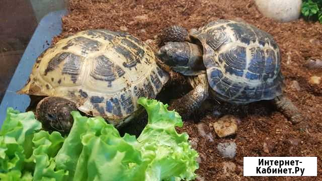 Черепахи сухопутные с террариумом Нижний Новгород - изображение 1