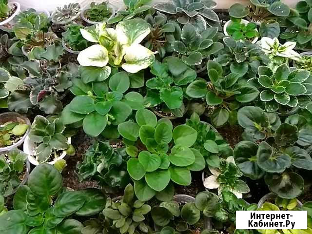 Фиалки сортовые Красногорск - изображение 1