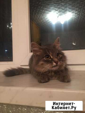 Котенок Липецк - изображение 1