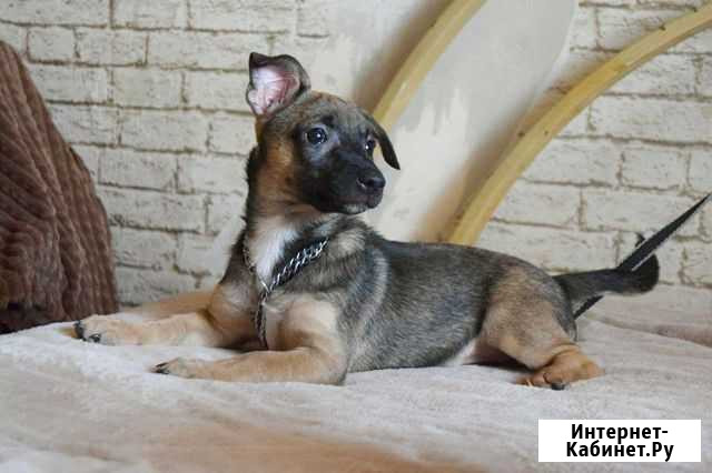 Стерелезованная девочка коротколапик Краснодар - изображение 1