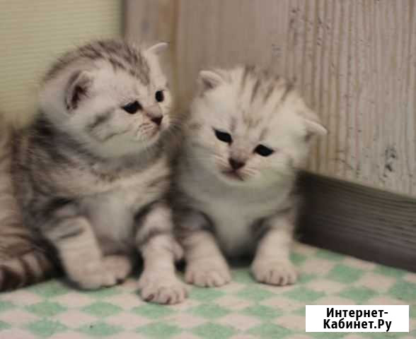 Шотландские прямоухие котята Киров - изображение 1
