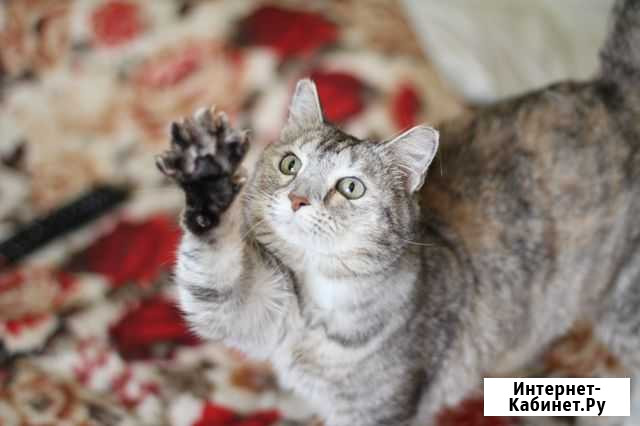 Муви в добрые руки Екатеринбург - изображение 1