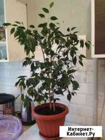 Бенджамина Фикус Саратов