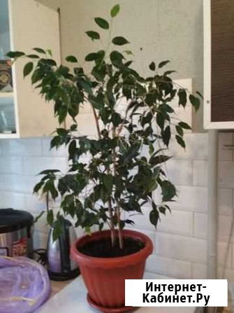 Бенджамина Фикус Саратов - изображение 1
