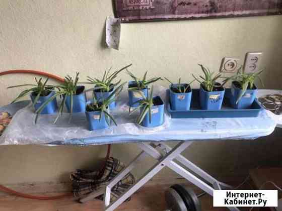 Продам алоэ Ангарск