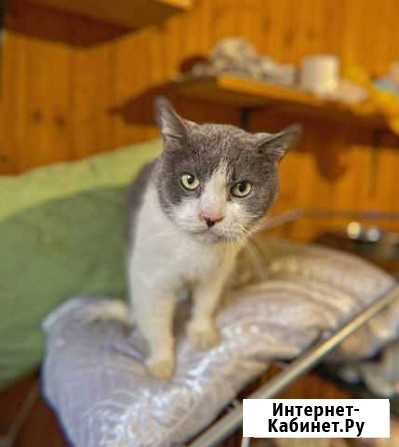 Невероятно ласковый котик Барсик Балашиха - изображение 1
