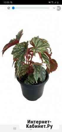 Бегония Нижний Новгород