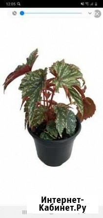 Бегония Нижний Новгород - изображение 1