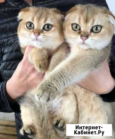 Животные кошки Грозный - изображение 1