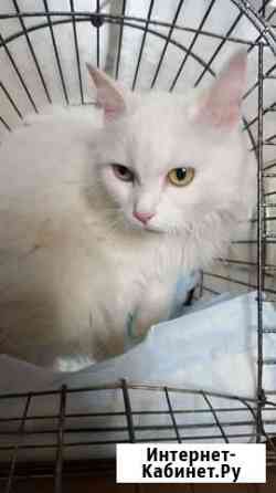 Пушинка в добрые руки Екатеринбург