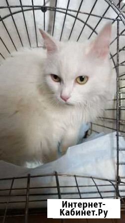 Пушинка в добрые руки Екатеринбург - изображение 1