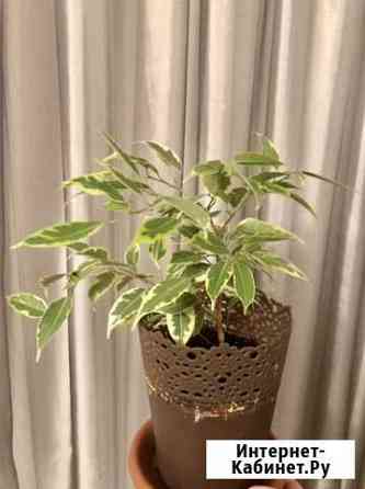 Фикус Бенджамина пестролистный Иваново