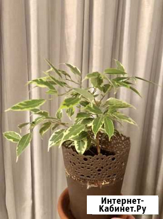 Фикус Бенджамина пестролистный Иваново - изображение 1
