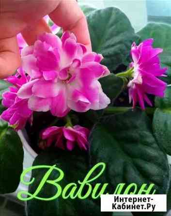Фиалки Дзержинск