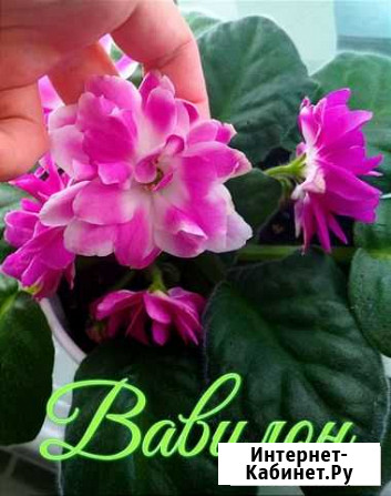 Фиалки Дзержинск - изображение 1