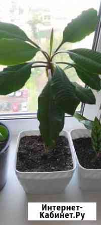 Шефлера Красноярск