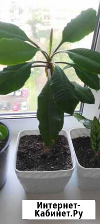 Шефлера Красноярск - изображение 1