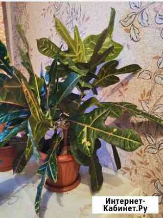 Кротон Кемерово