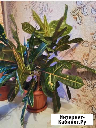 Кротон Кемерово - изображение 1