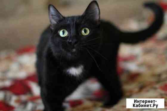 Комбо в добрые руки Екатеринбург