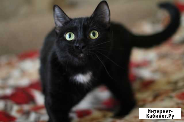 Комбо в добрые руки Екатеринбург - изображение 1