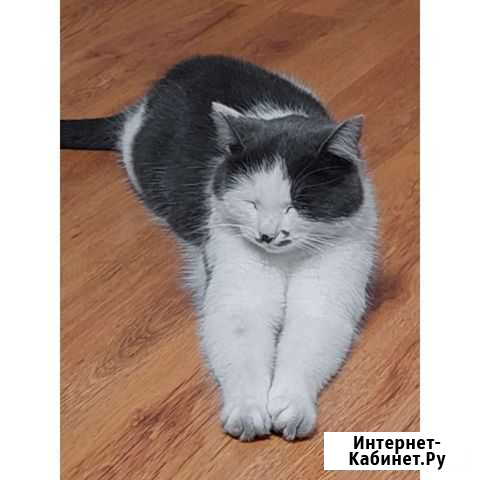 Кошка Валуйки - изображение 1