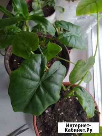 Алоказия Новокузнецк