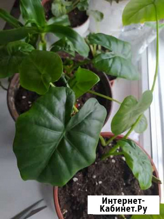 Алоказия Новокузнецк - изображение 1