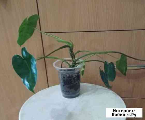 Филодендрон Когалым