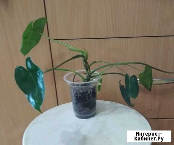 Филодендрон Когалым - изображение 1