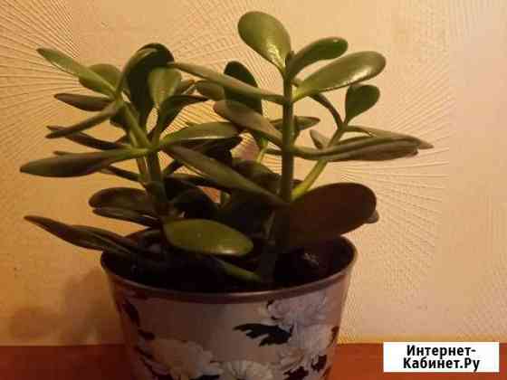 Денежное дерево.Толстянка,пять расточков Санкт-Петербург